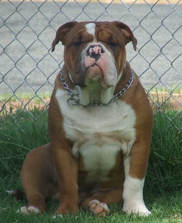 Maple lee best sale aussie bulldogs